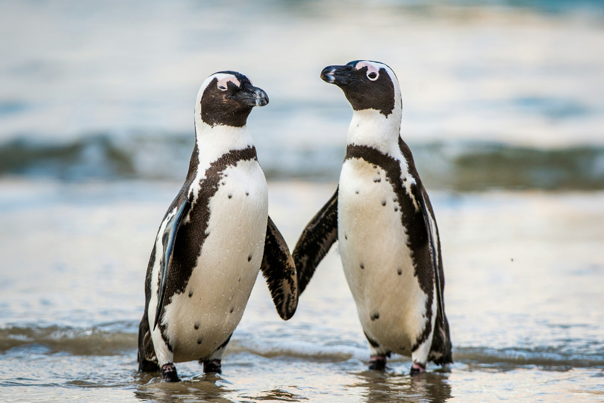 Two penguins touching wings