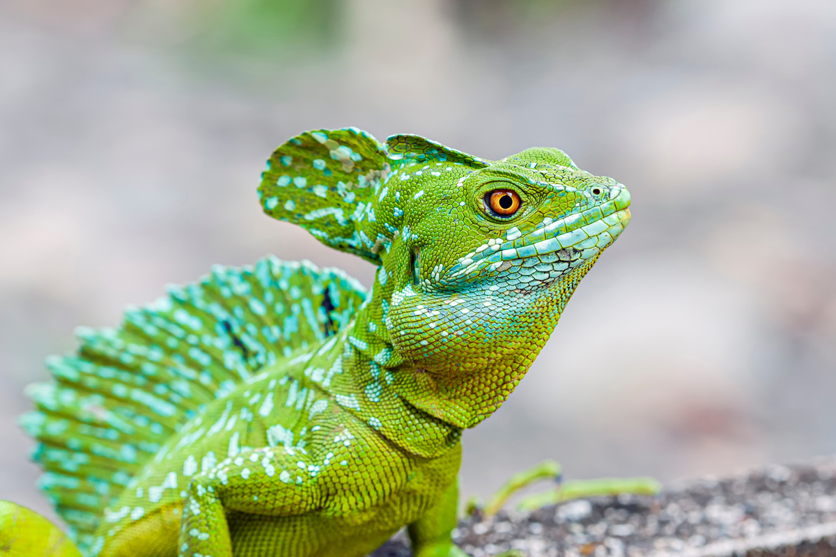 Close-up of basilisk lizard