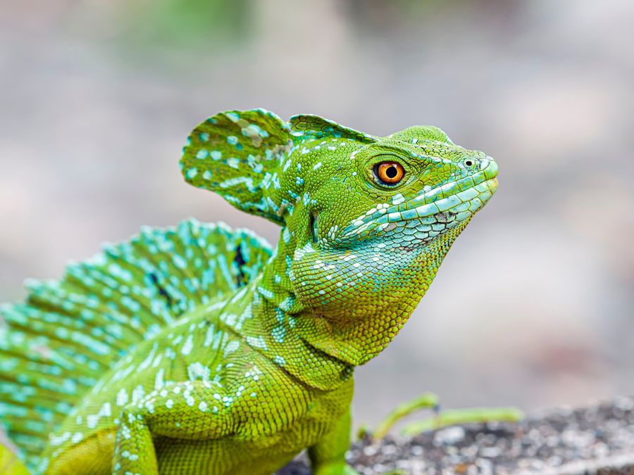 5 Animals That Ignore the Laws of Physics
