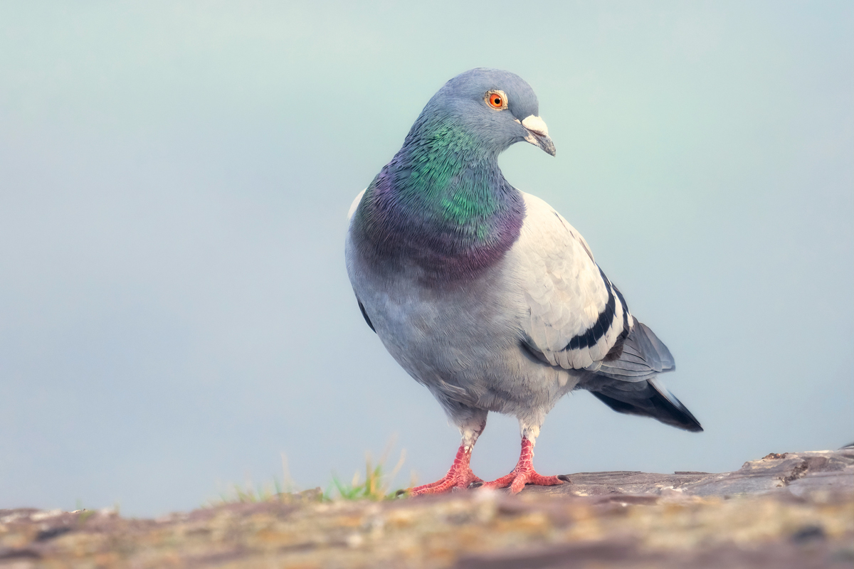Pigeon standing with head turned to the side