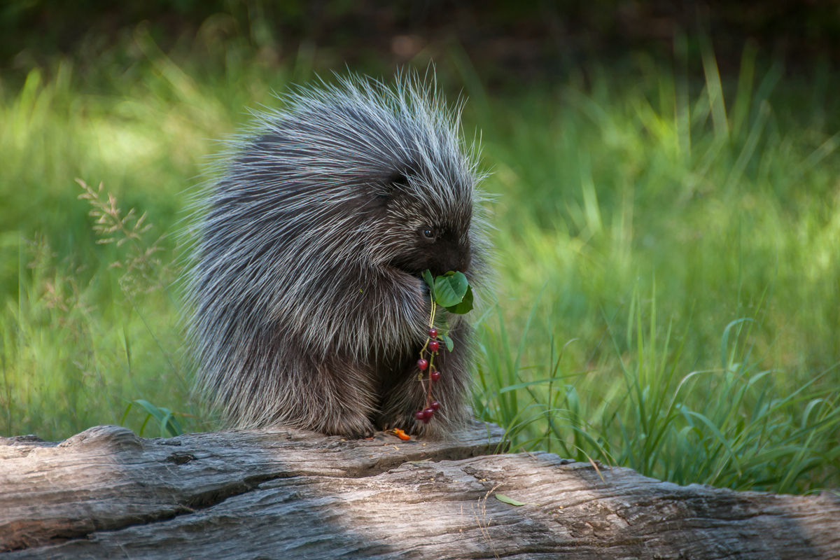 Porcupine standing on a log holding a cluster of berries