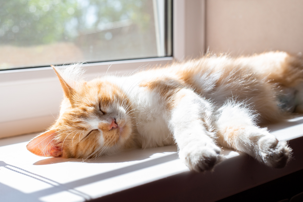 Domestic cat reclining in a sunny spot
