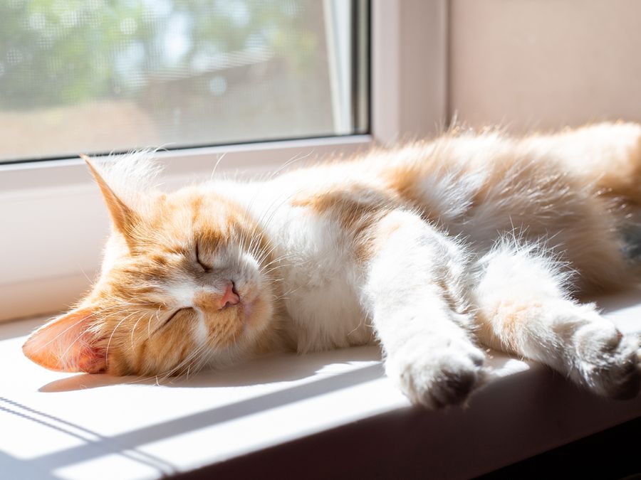 Why Do Cats Purr — and Is It Always Happiness?