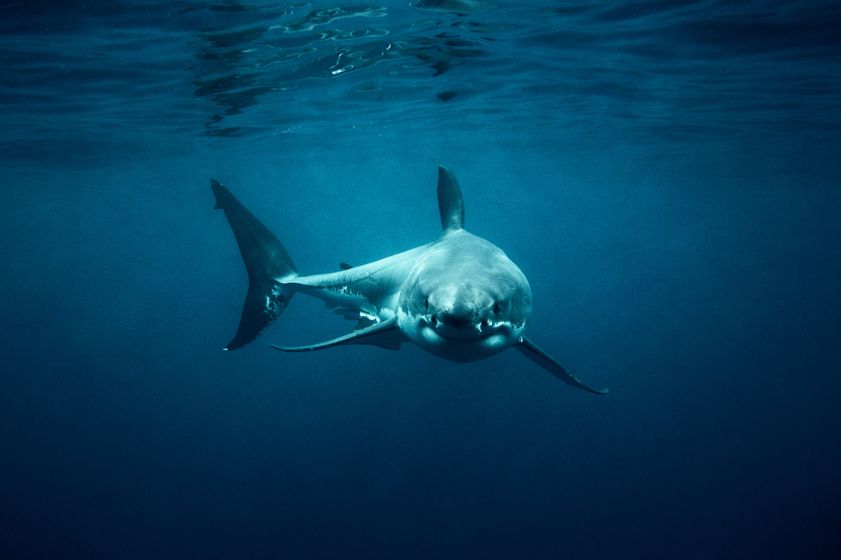 Shark swimming underwater