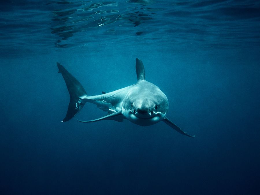 7 Animal Facts You Shouldn’t Read Before Bed