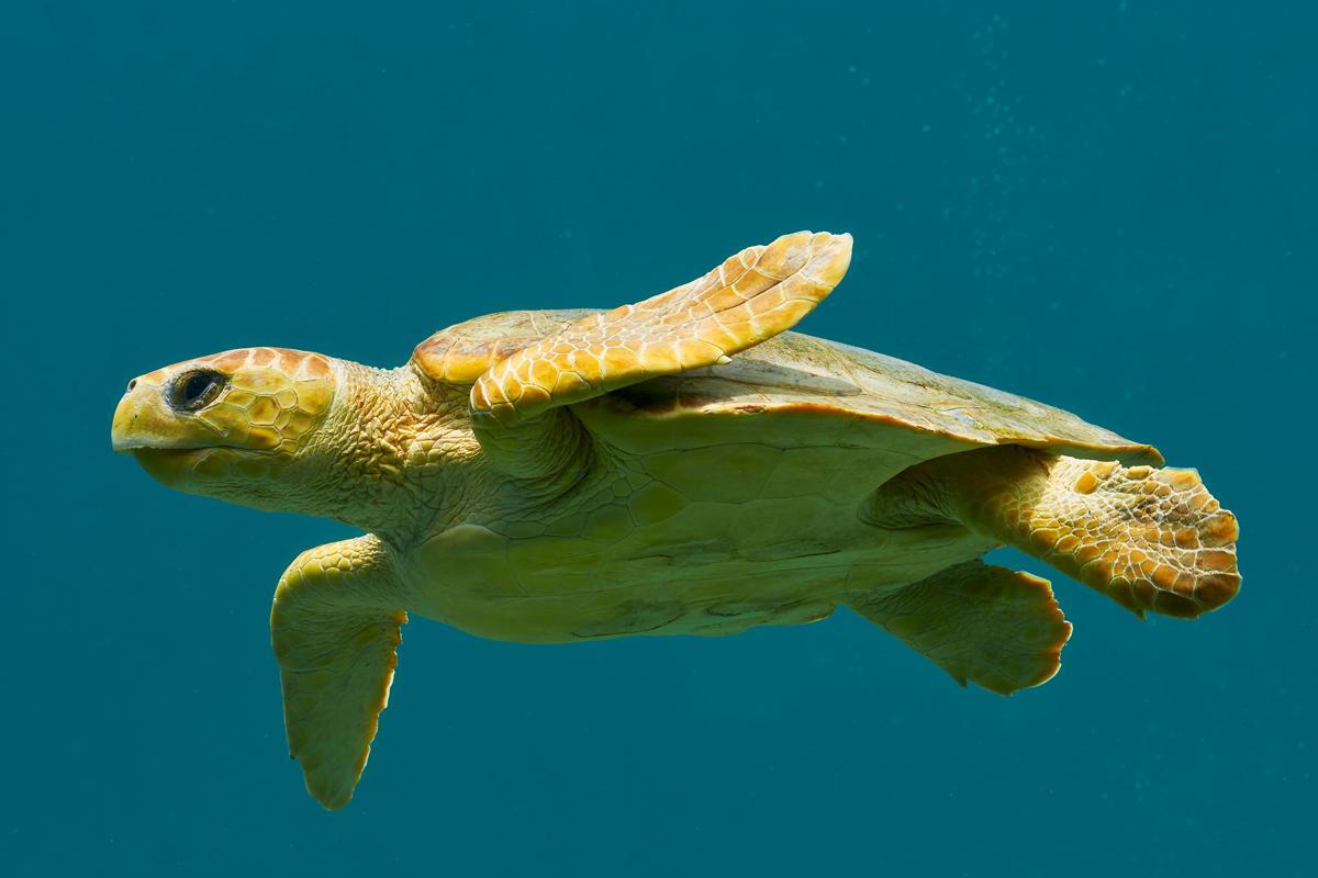 Sea turtle swimming