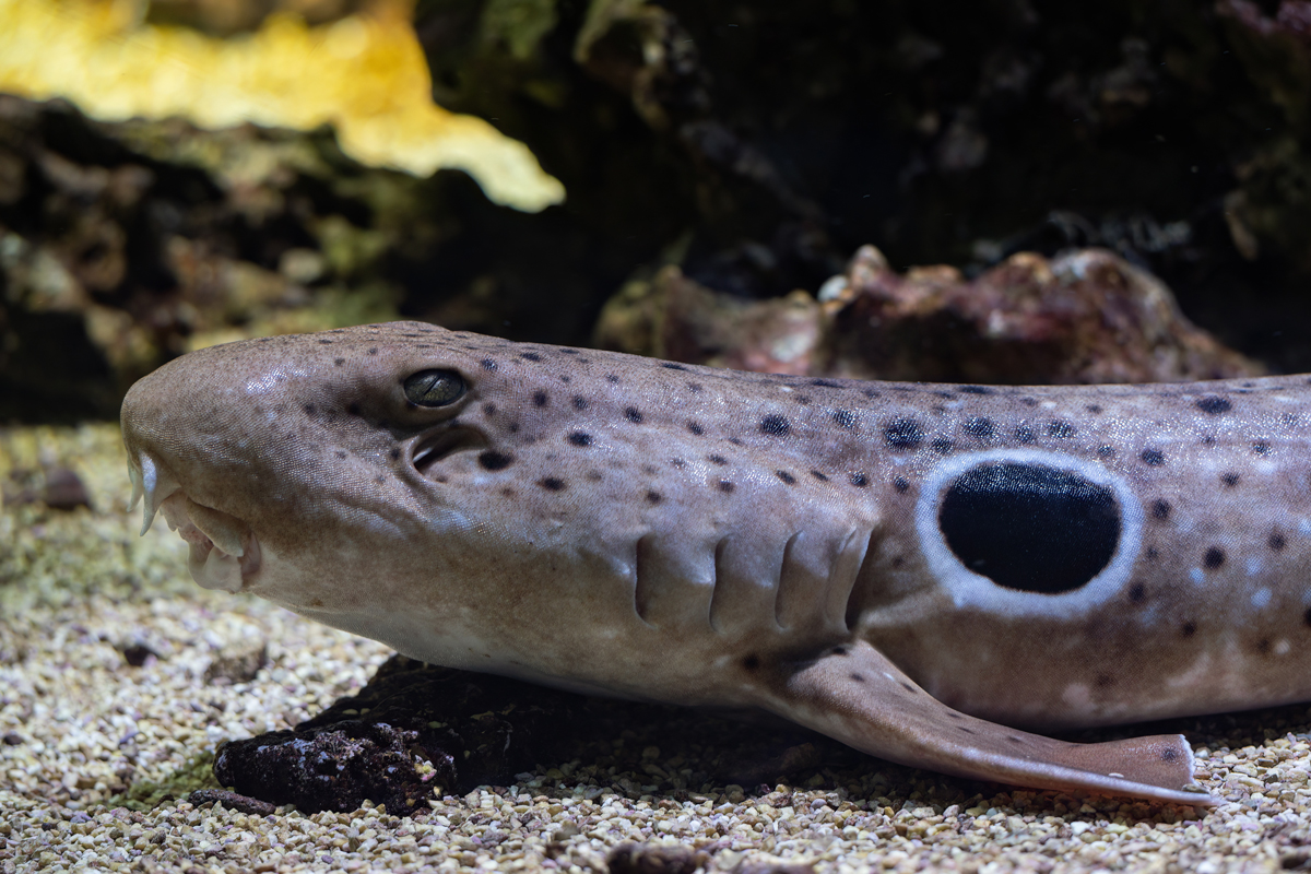 Close-up of epaulette shark