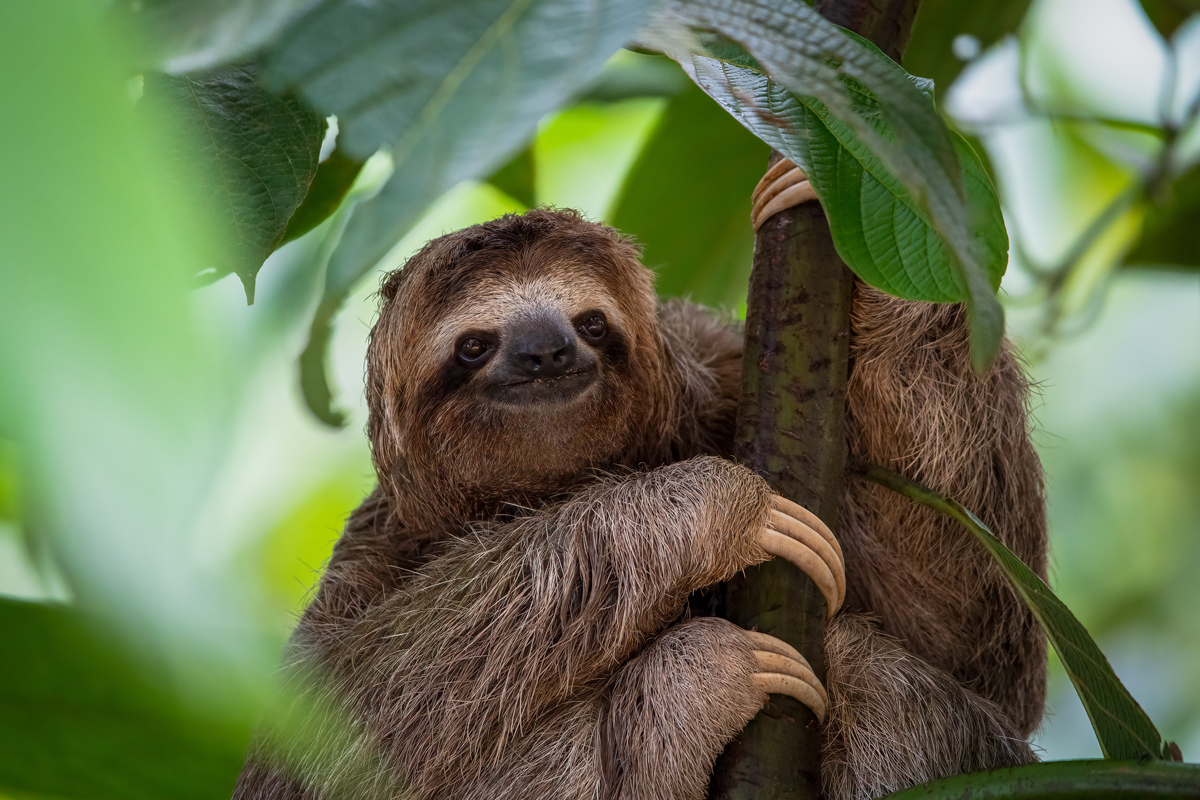 Sloth with hands curled around tree