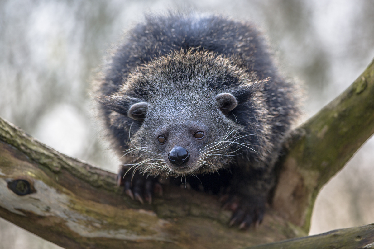 Binturong perched in a tree