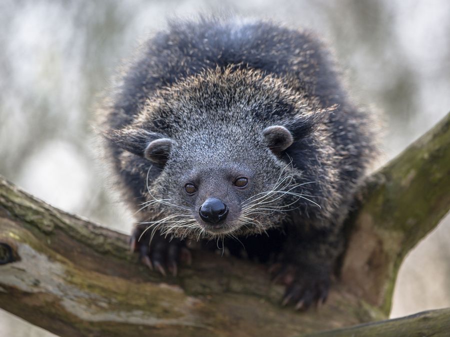 7 Weird Animal Smells (And Why They Exist)