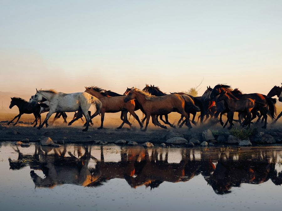 Do Animals Sweat Like Humans?
