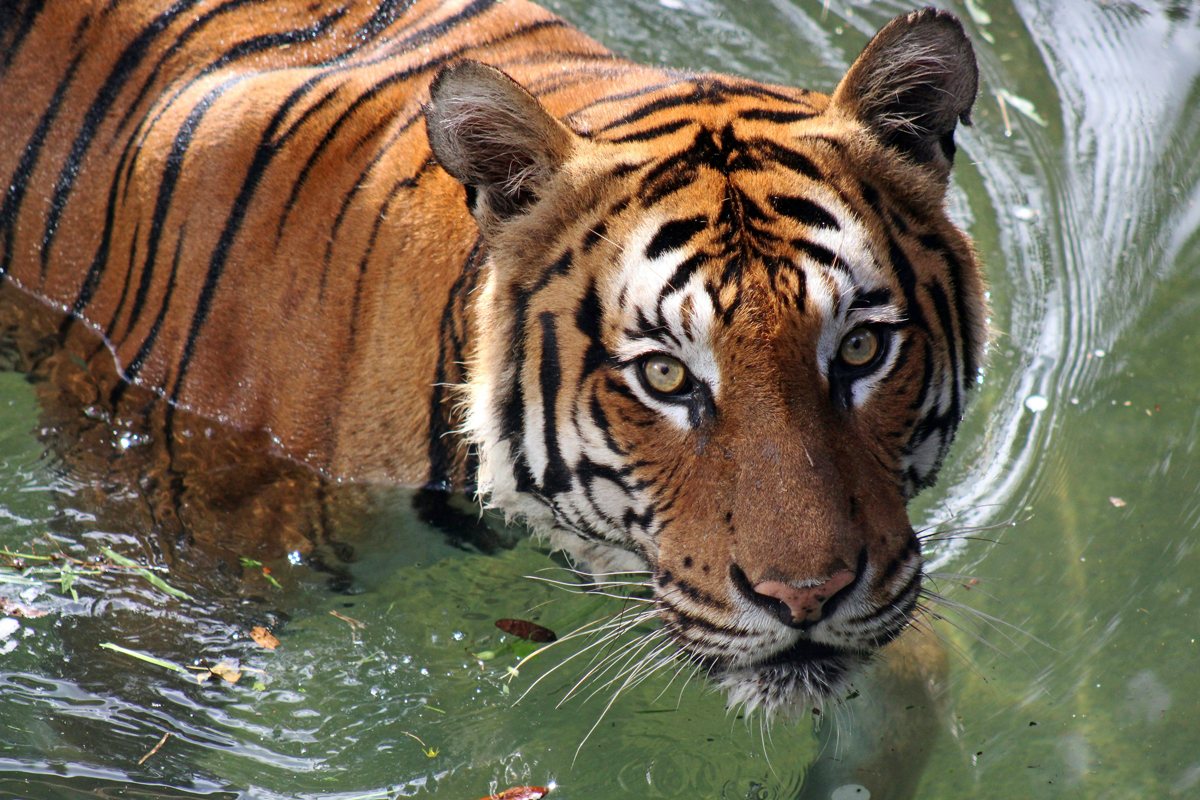 Tiger standing in water and looking upward