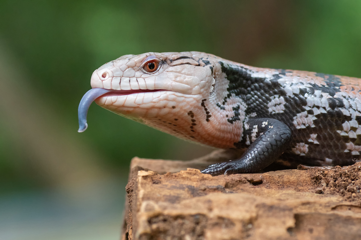 Close-up of a blue-tongued skink on a rock