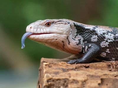The Strangest Tongues in the Animal Kingdom