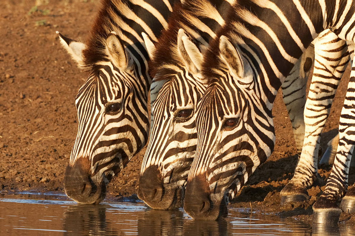 Three zebras drinking water side by side