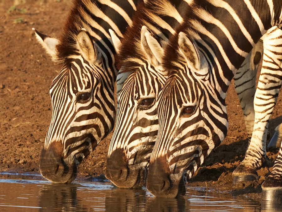 Why Don’t We Ride Zebras? 