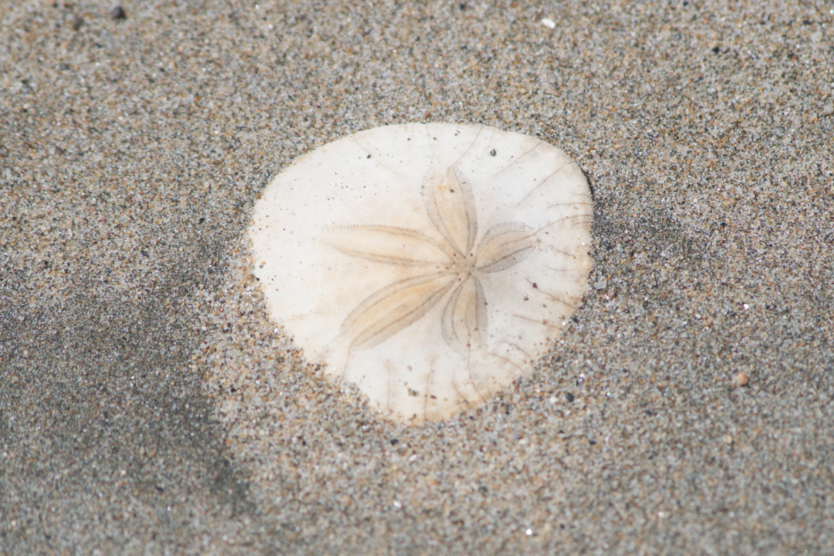 Sand dollar in sand