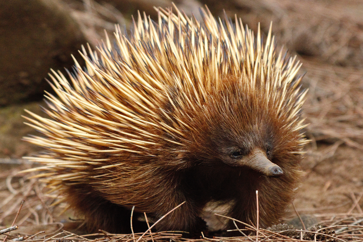 Echidna