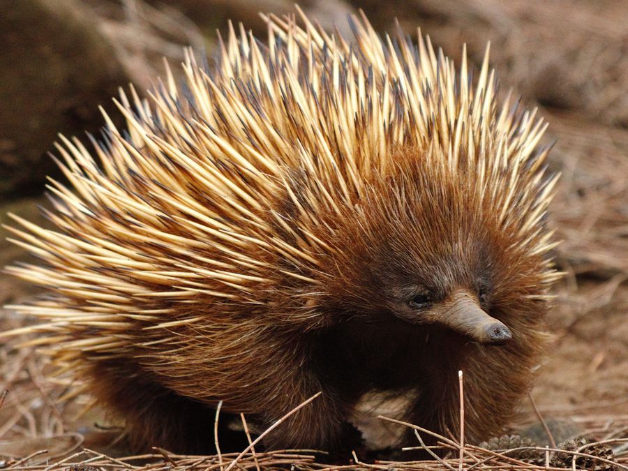 12 Facts About Australian Wildlife