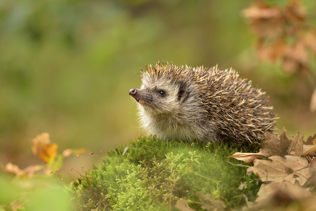 Hedgehog perched on a patch of mossy ground surrounded by fallen leaves
