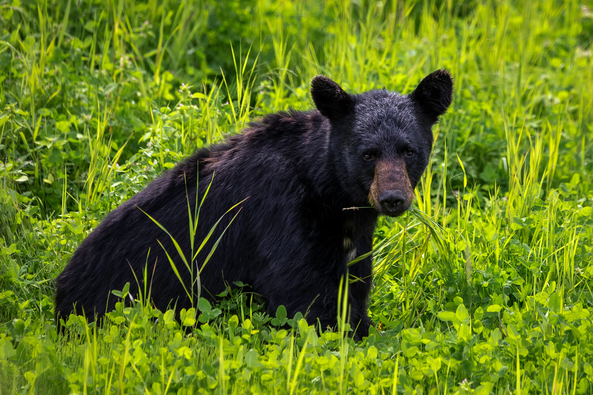 Black bear sitting in a grassy area