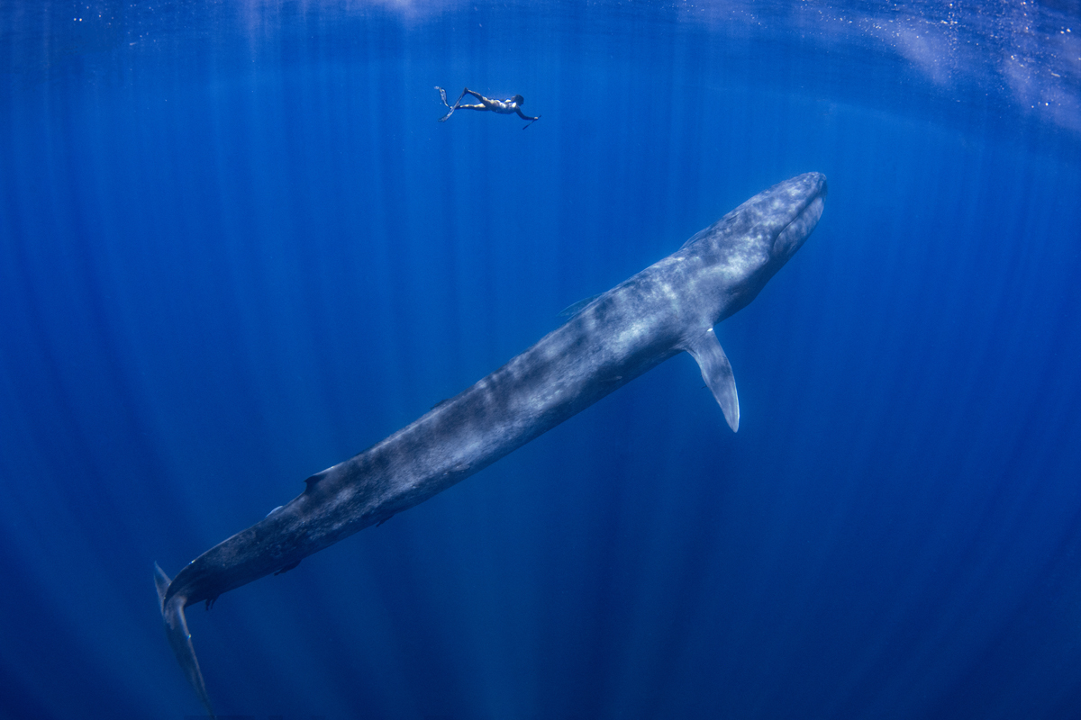 Blue whale underwater with human swimming above it for scale