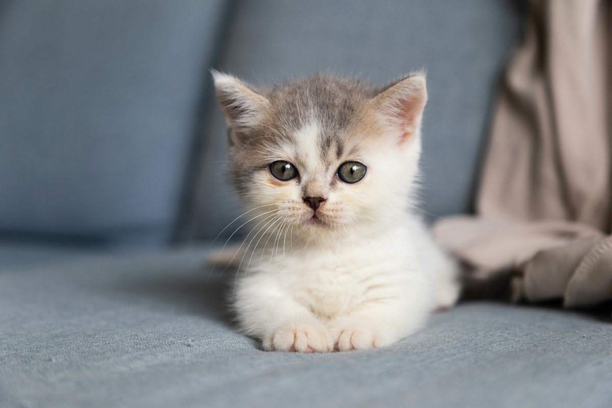 Kitten lying on soft surface and facing the camera