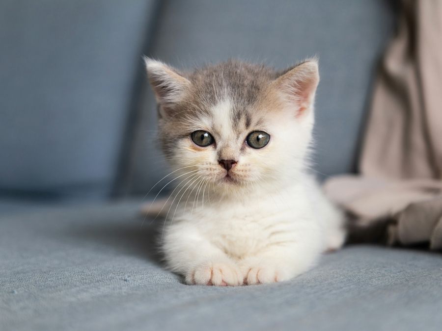 The Secret Meanings Behind 7 Weird Cat Habits