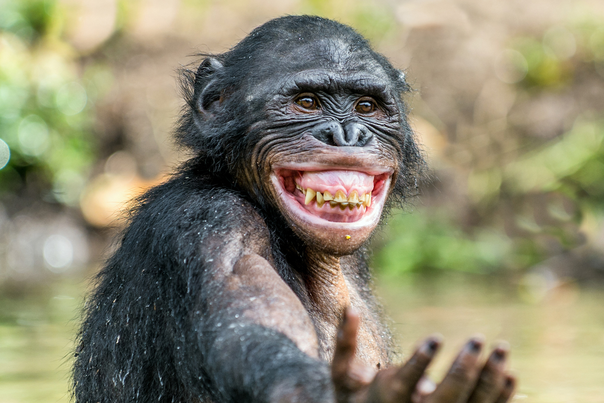 Chimpanzee baring teeth