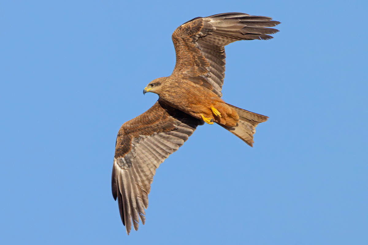 Firehawk raptor flying