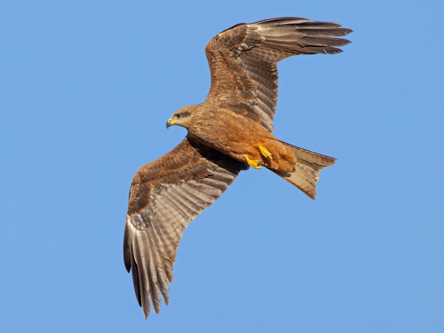 6 Clever Tricks Predators Use To Lure Their Prey 