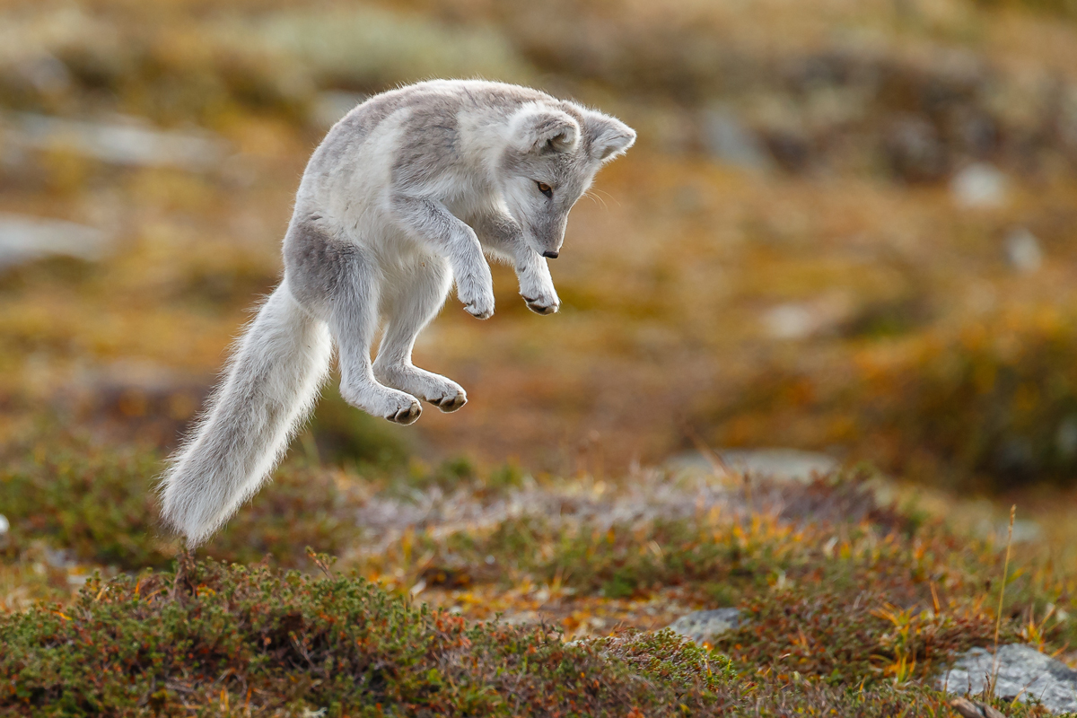 Arctic fox mid-jump