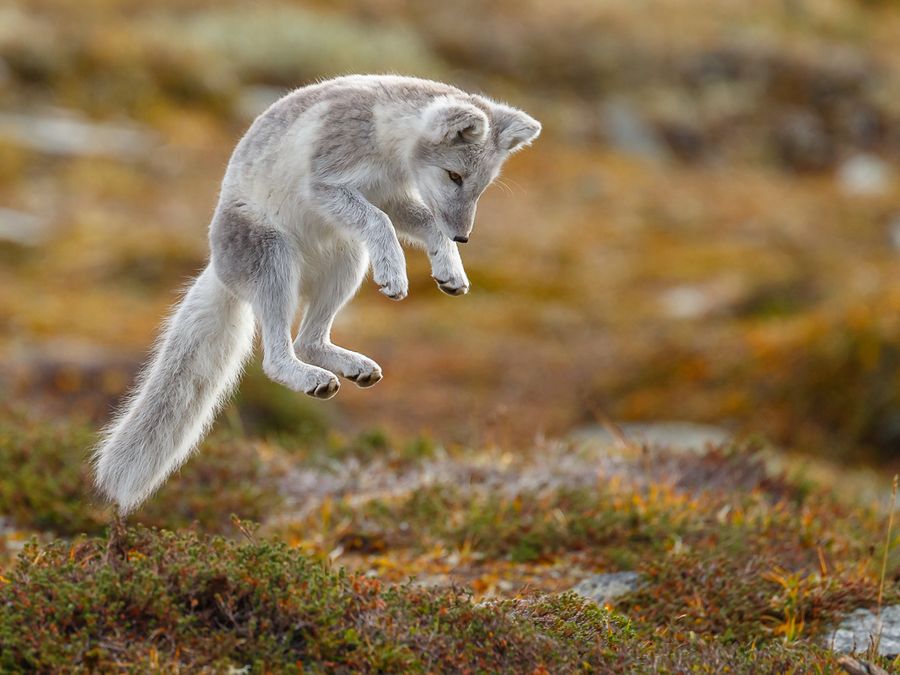 5 Animals That Can Change Color