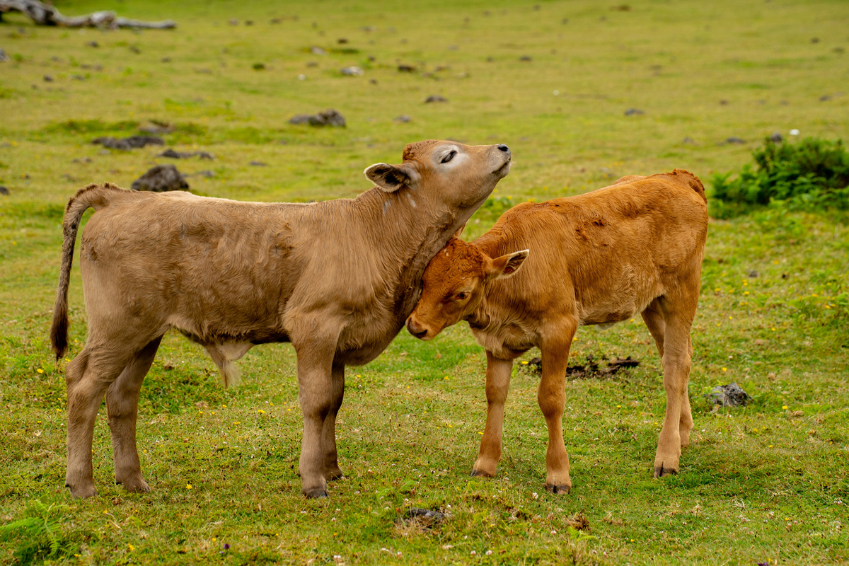 Two cows nuzzling each other
