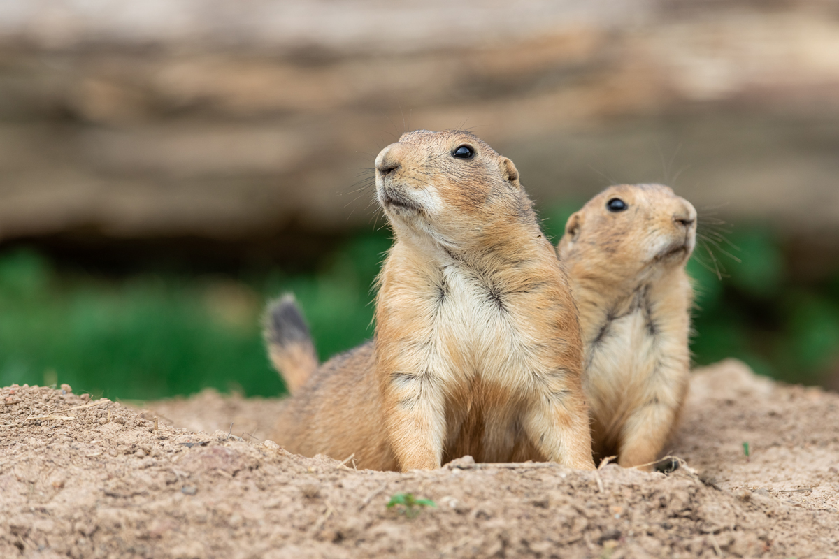 Two prairie dogs emerging from their burrow