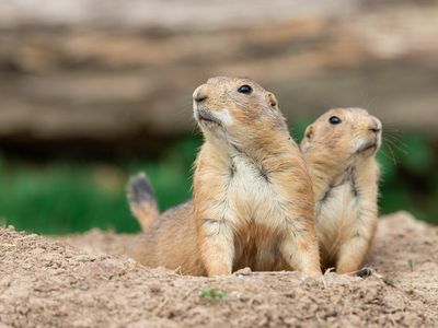 8 Animal Diggers That Can Move Some Serious Dirt