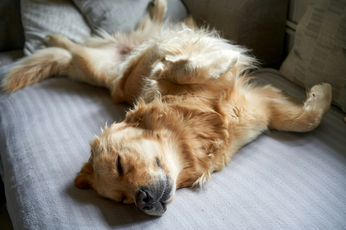 Golden retriever dog sleeping on its back