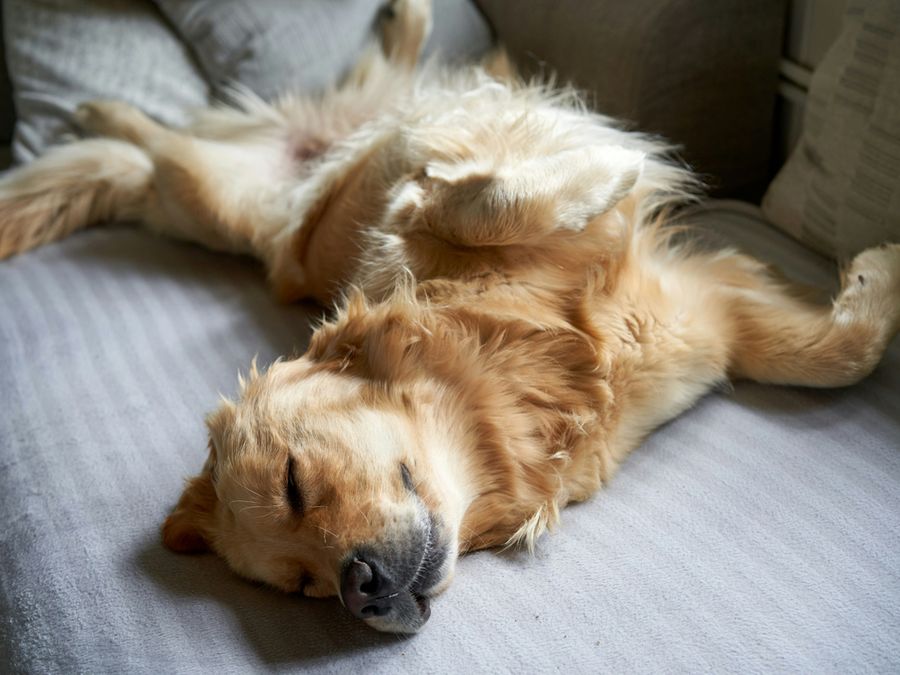 What Do Animals Dream About?
