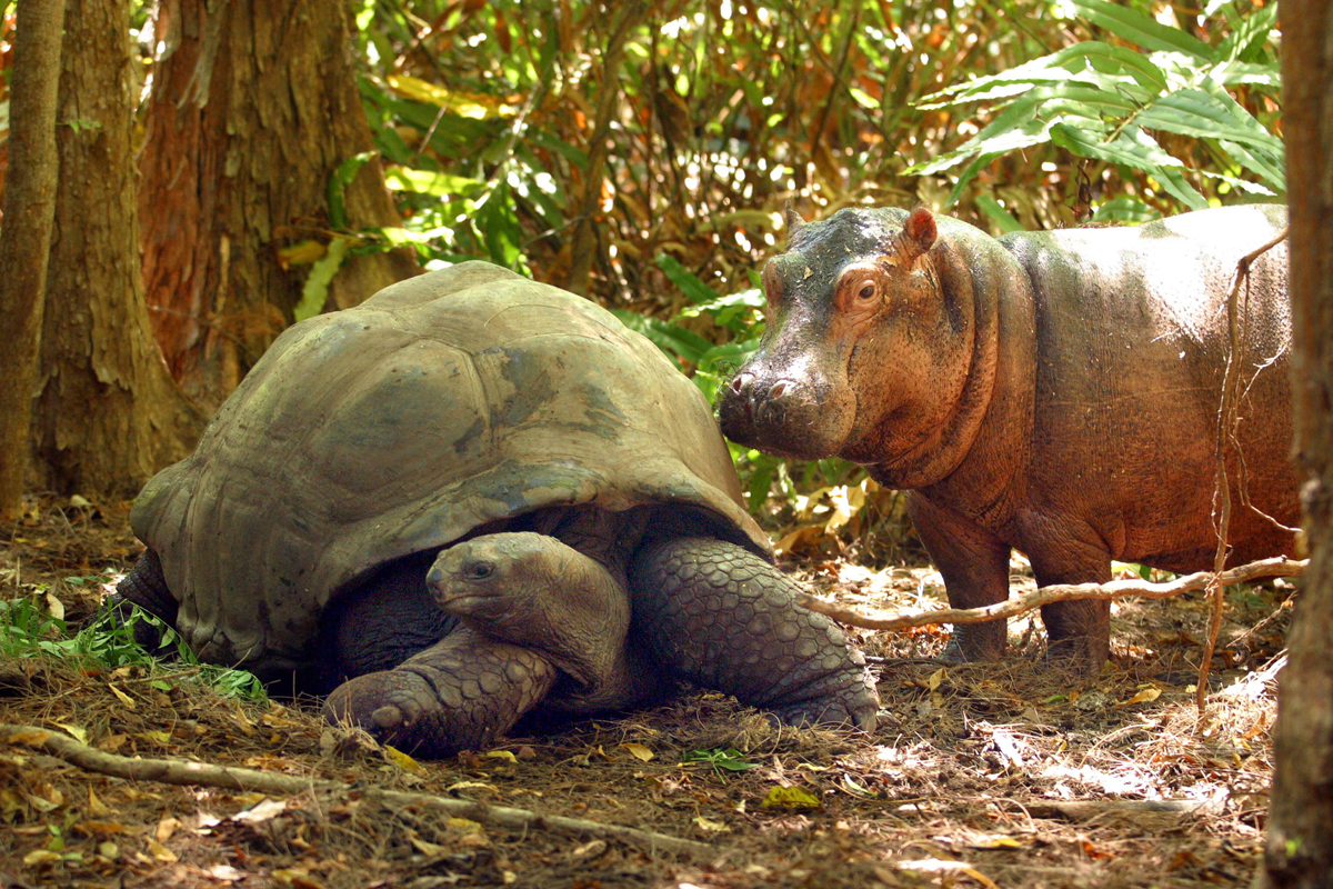 Owen the hippo and Mzee the tortoise together