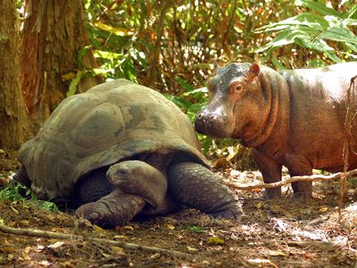 5 Unlikely Real-Life Animal Friendships