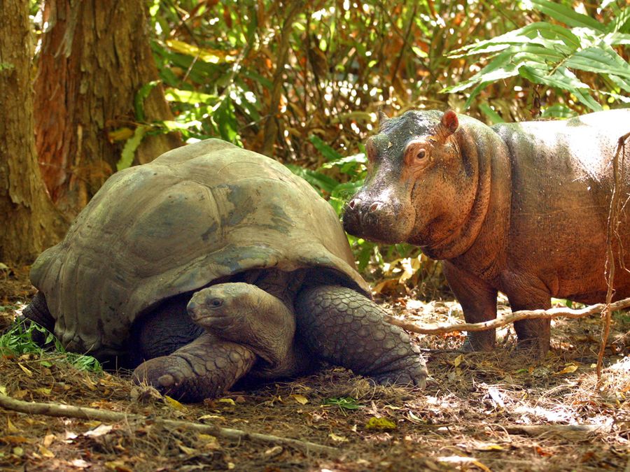 5 Unlikely Real-Life Animal Friendships