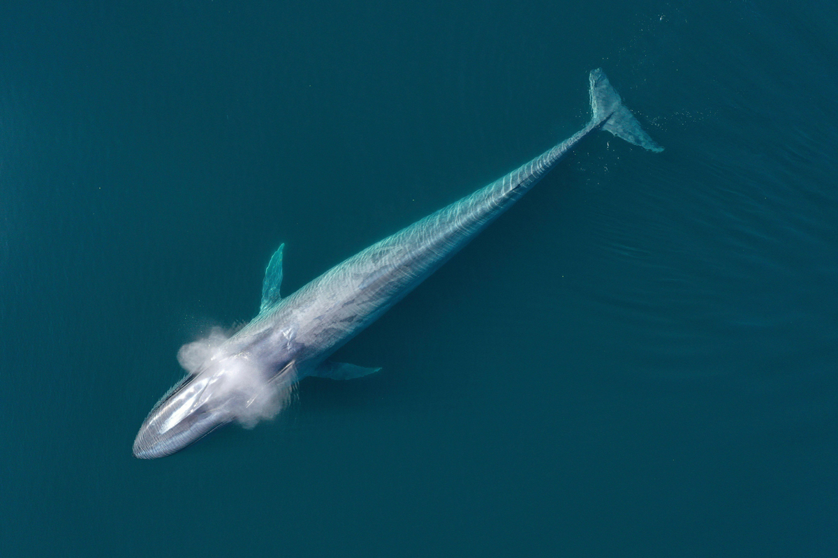 Overhead view of a blue whale