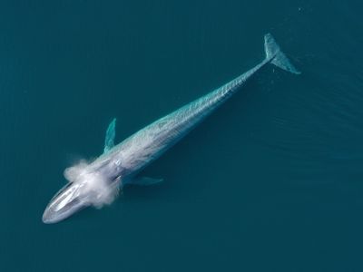 6 Giant Animals With Weirdly Small Body Parts