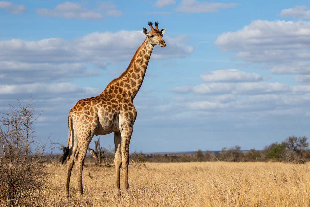 Giraffe standing in a field