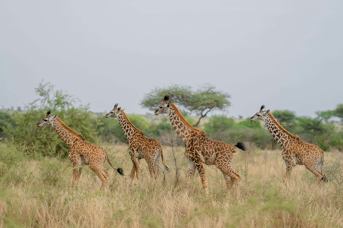 Four giraffes moving through a field
