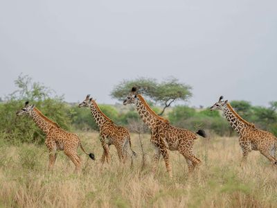 5 Reasons Giraffes Are Basically Aliens