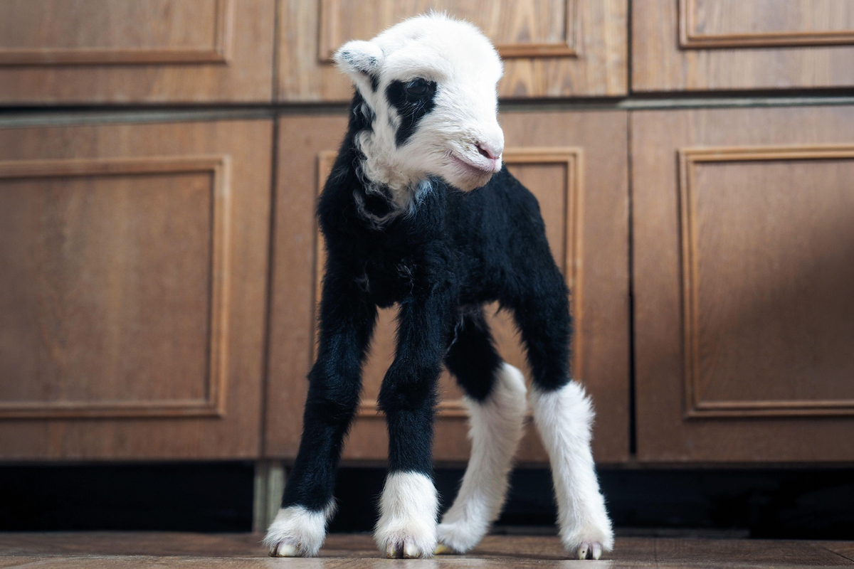 Baby goat-sheep hybrid
