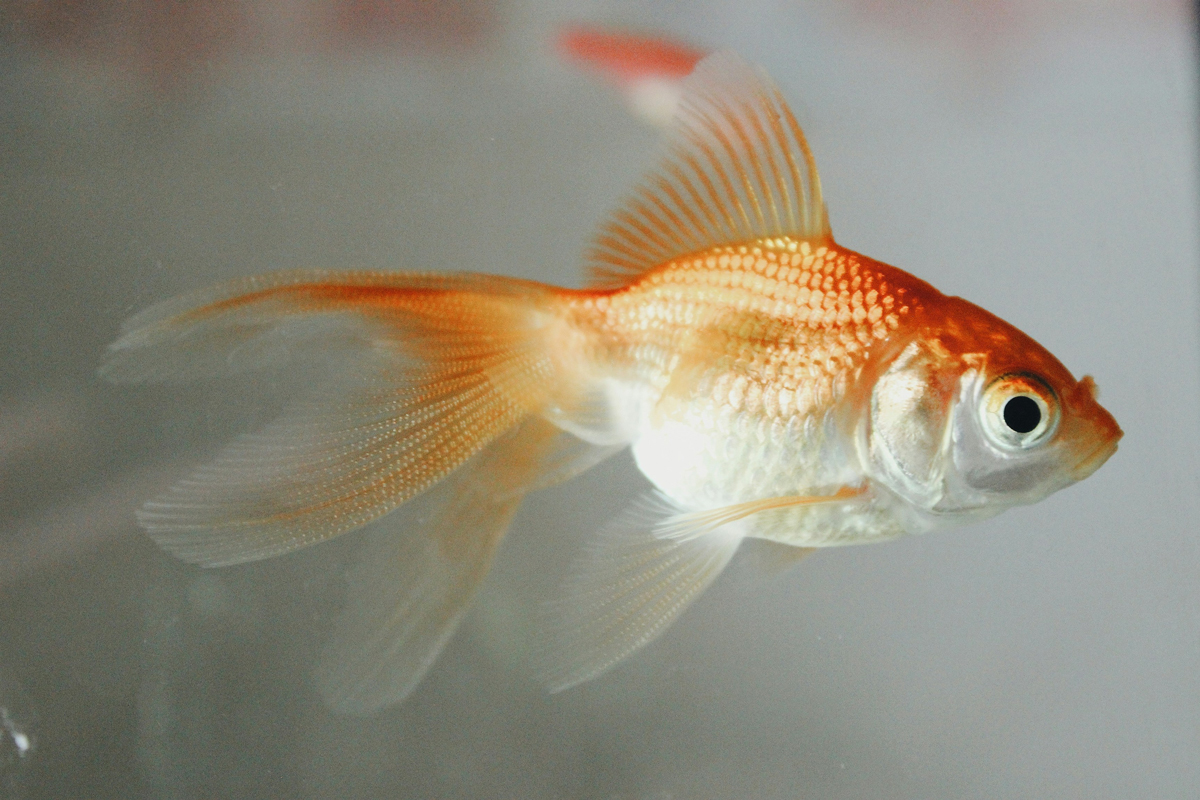 Closeup of a goldfish