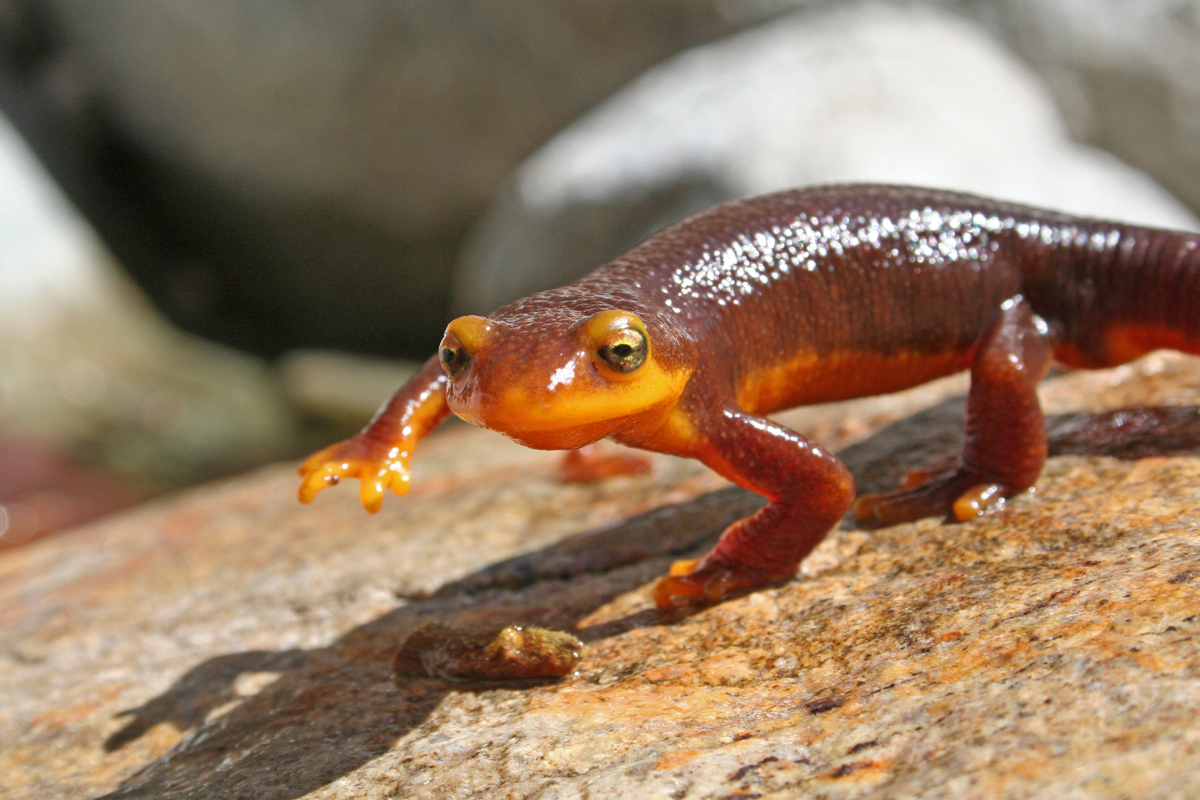 Newt walking on rocky surface