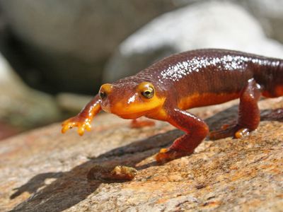 Creepy-Crawly Animal Facts That Will Give You Chills